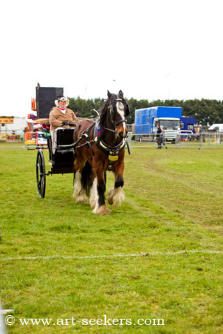 Thame Country Show Shire Horses 1411.jpg