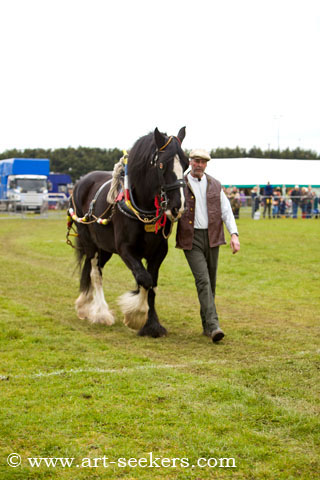 Thame Country Show Shire Horses 1412.jpg